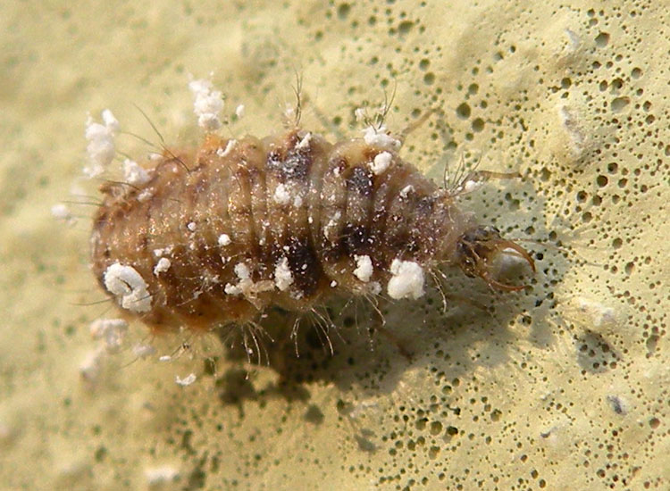Larva di Chrysopa sp.